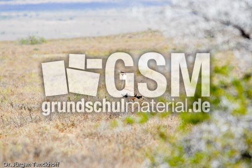 Riesentrappe (1 von 3).jpg